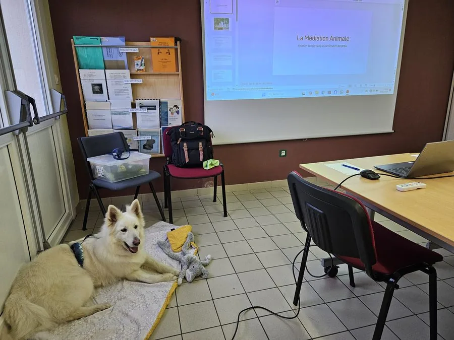 Chien médiateur
