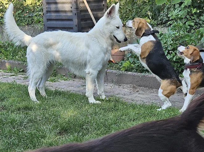 Chiens jouent jardin
