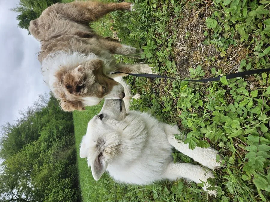 Chiots