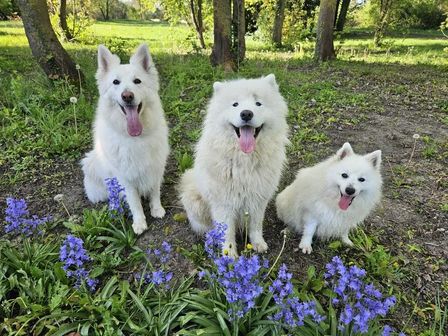 Spitz adulte