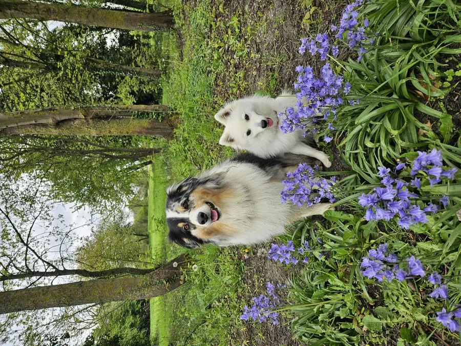 Trois Spitz japonais jacinthes